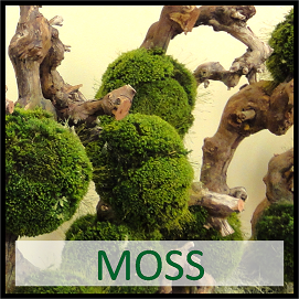 Moss